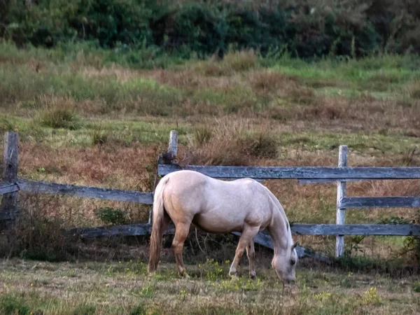 Crèmekleurig paard in het veld met hek — Stockfoto