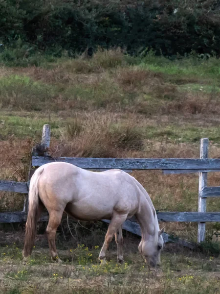 Cremefarbenes Pferd steht auf Feld mit Zaun — Stockfoto