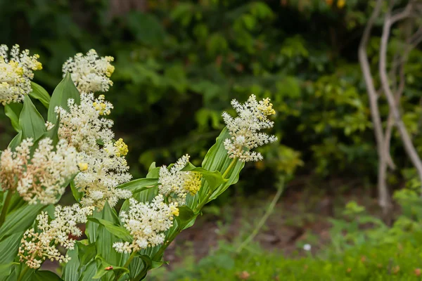 white spray of delicate flowers blooming in bunches on stems