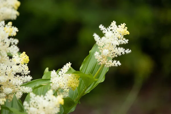 Weißer Spray zarter Blumen, die in Trauben an Stängeln blühen — Stockfoto