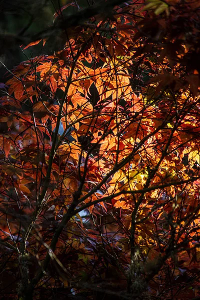 Hojas verdes y de color otoño que crecen juntas en racimos en rama — Foto de Stock