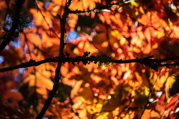 Hojas verdes y de color otoño que crecen juntas en racimos en rama —  Fotos de Stock