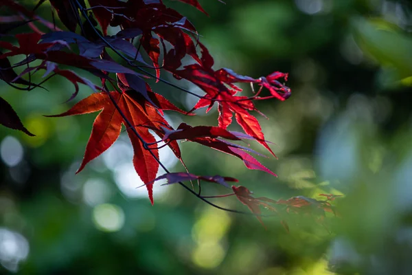 Hojas verdes y de color otoño que crecen juntas en racimos en rama —  Fotos de Stock