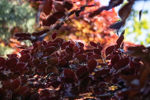 Hojas verdes y de color otoño que crecen juntas en racimos en rama —  Fotos de Stock