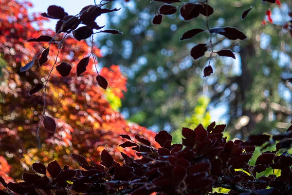 Gröna och falla färgade blad växer tillsammans i klasar på gren — Stockfoto