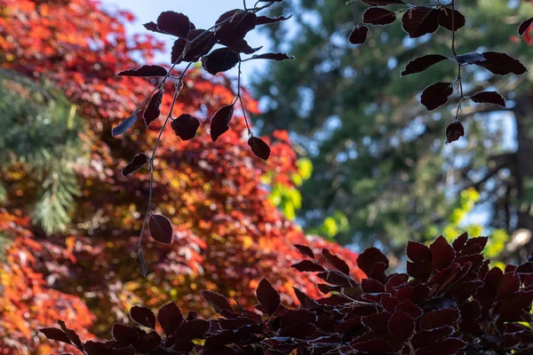 Hojas verdes y de color otoño que crecen juntas en racimos en rama —  Fotos de Stock