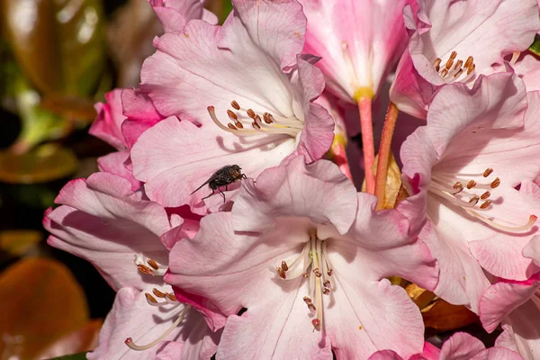 White and pink petals of rhododendrons in full bloom with a fly — Stock Photo, Image