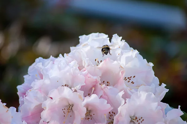 흰 색 과 분홍빛을 띤 초롱꽃 이 벌 과 함께 활짝 피어 있다 — 스톡 사진