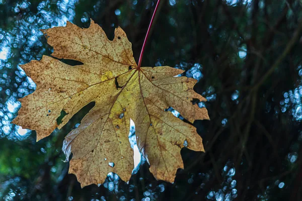 Feuilles vertes et de couleur automne poussant ensemble en grappes sur la branche — Photo