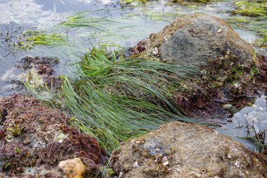 intertidal rocks in tidal pools with molusks, seagrass, and seaweed clipart