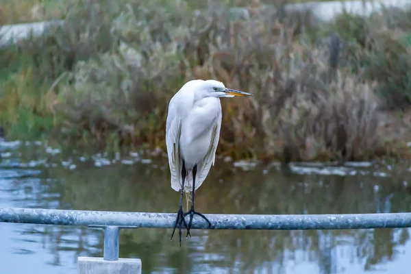 Grande garça branca empoleirada acima de uma lagoa em um pólo — Fotografia de Stock