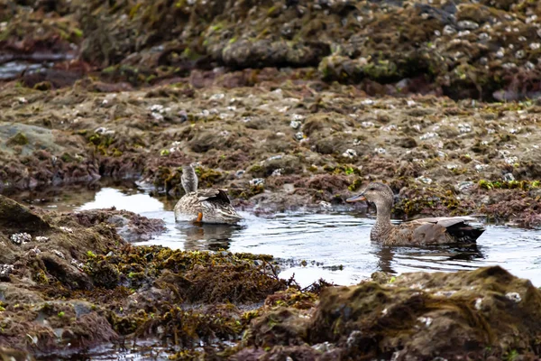 Gelgit havuzlarında kayalarla yüzen iki ördek. — Stok fotoğraf