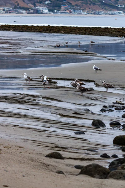 Tidal pool edges along shoreline with seagulls — Φωτογραφία Αρχείου