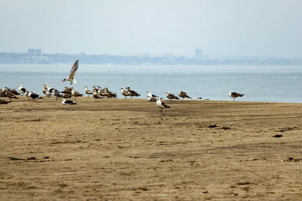 Μια αποικία από γλάρους σε αμμώδη παραλία με tern φωνάζοντας — Φωτογραφία Αρχείου