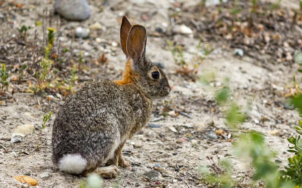 Een jong konijn op zoek naar voedsel op wilde grassen en onkruid — Stockfoto