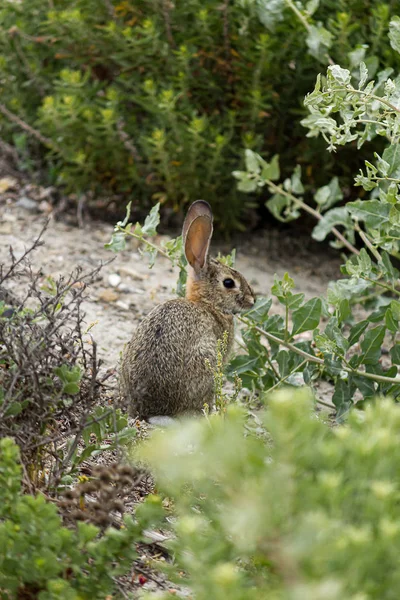 Un conejito joven alimentándose de hierbas y malezas silvestres — Foto de Stock