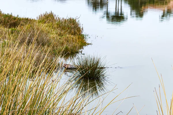 Hierbas silvestres y arbustos reflejados en el agua en el santuario de aves — Foto de Stock