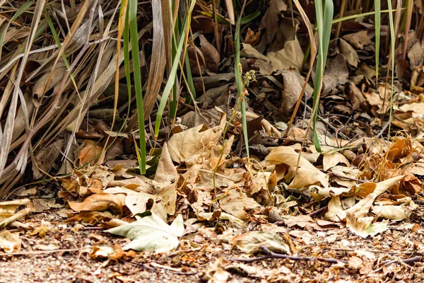 Φθινοπωρινός σωρός από πεσμένα ξηρά φύλλα συκαμίνου και χόρτο — Φωτογραφία Αρχείου
