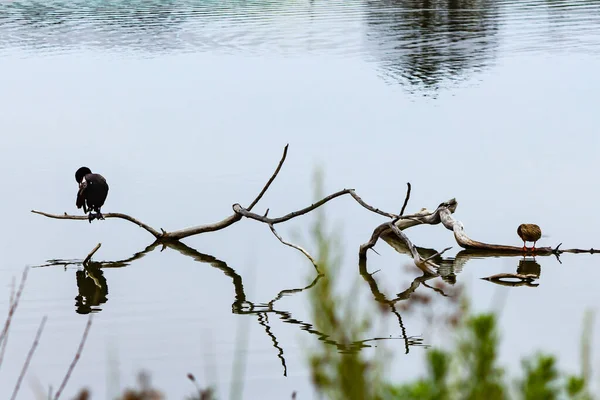 Cormarant en eend op droge tak met reflecties in water — Stockfoto