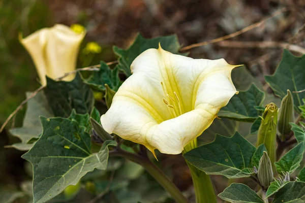 a wild jimson weed plant with blooms and leaves growing
