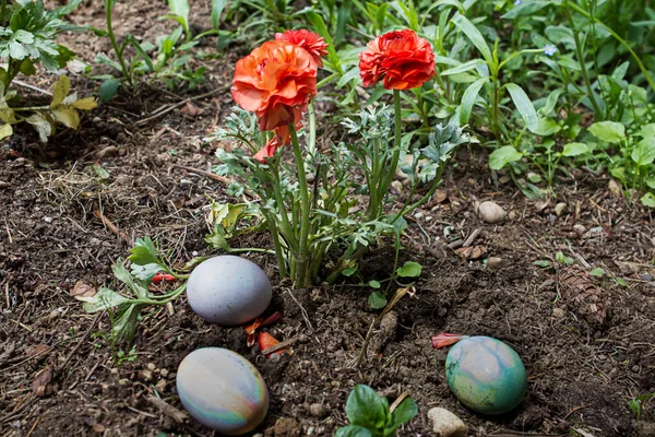 three easter eggs hidden in flower garden near renunculus