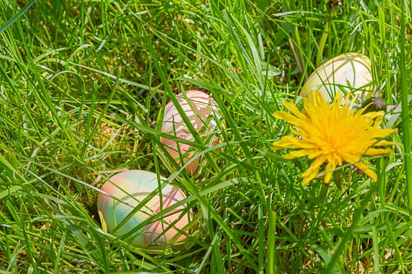 three easter eggs hidden in flower garden near dandelion blooms