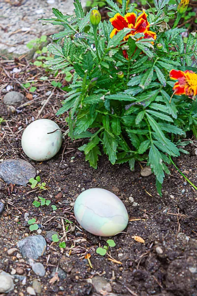 Três ovos de Páscoa escondidos no jardim de flores perto de flores roxas de calêndula — Fotografia de Stock