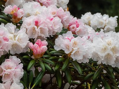 Washington 'daki bahar bahçesinde yetişen pembe rhododendron.