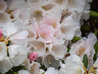 Washington 'daki bahar bahçesinde yetişen pembe rhododendron.