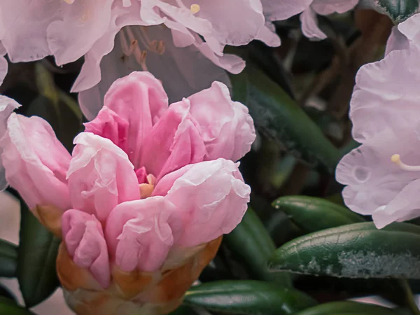 Růžový rododendron rostoucí na jarní zahradě ve státě Washington — Stock fotografie