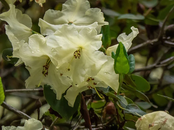 Rododendro amarelo crescendo na primavera durante o meio-dia — Fotografia de Stock