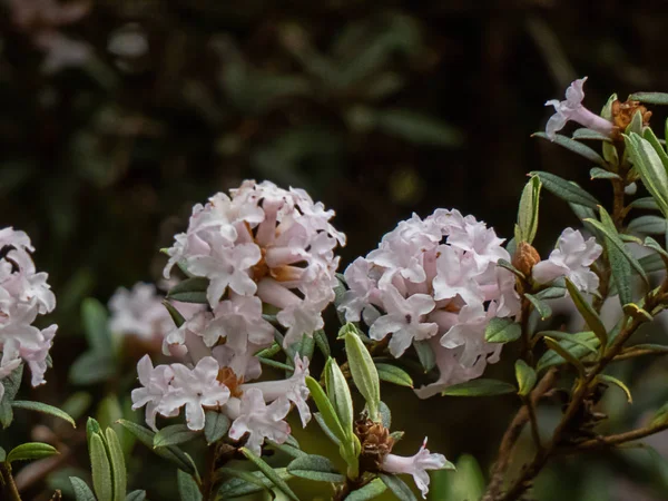 Rododendro rosa crescendo no jardim primavera em estado de washington — Fotografia de Stock