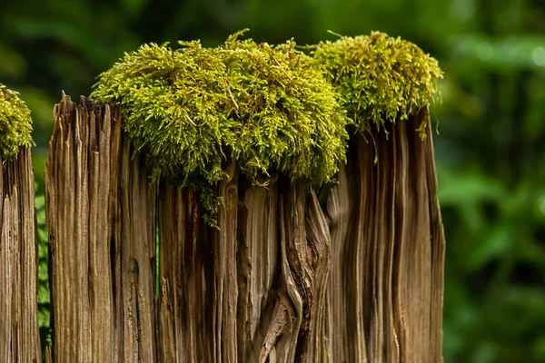moss growing in nurse log in washington pacific northwest forest