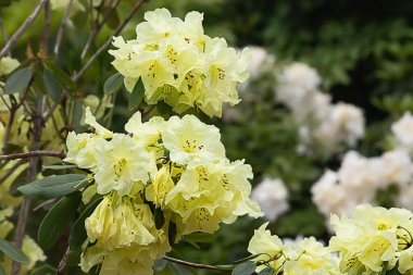 Baharda açık çiçeklerle sarı rhododendron