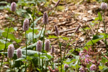 Mor mızrak, yeşil bir göletin kenarında çiçek şeklinde.