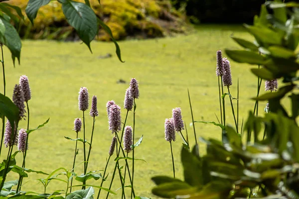 Púrpura flores en forma de lanza a lo largo del lado de un estanque verde —  Fotos de Stock