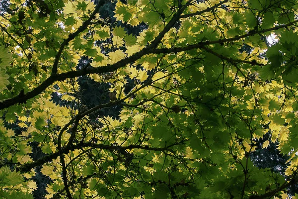 Feuilles vertes et de couleur automne poussant ensemble en grappes sur la branche — Photo