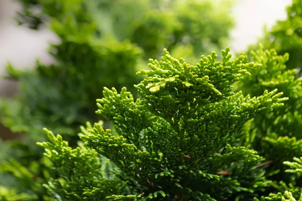 Gros plan de feuilles de cèdre vert vif — Photo