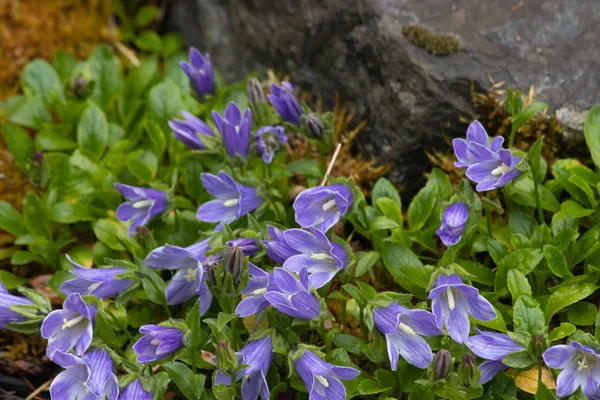 İlkbaharda Washington 'da çiçek açan mor renkli çiçekler. — Stok fotoğraf