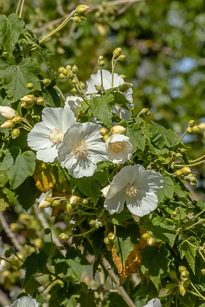 Un gruppo di fiori di melo bianco — Foto Stock