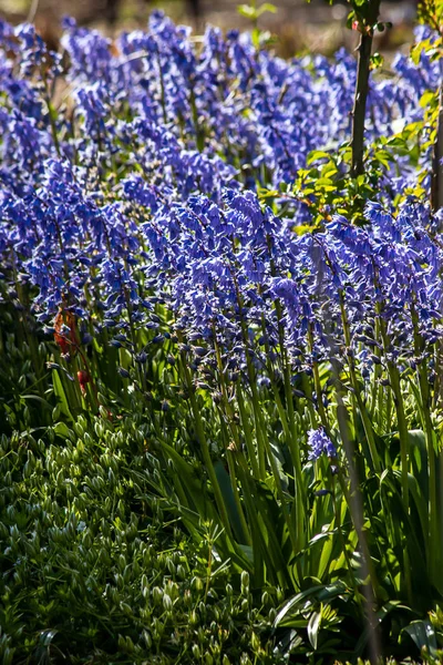 Batı Washington 'daki bahçede bahar sümbülü büyüyor. — Stok fotoğraf