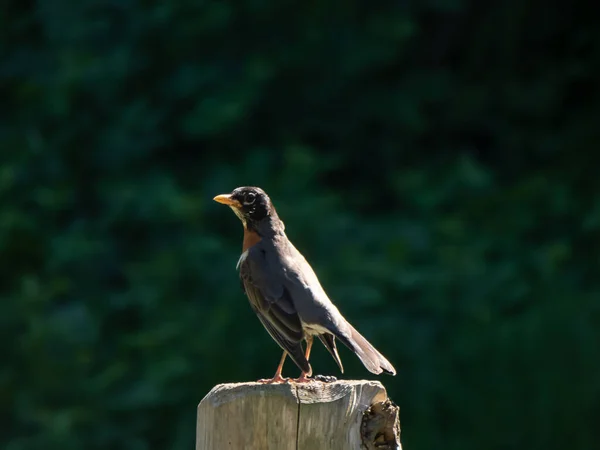 Masculino robin sentado no cerca de madeira post no primavera — Fotografia de Stock