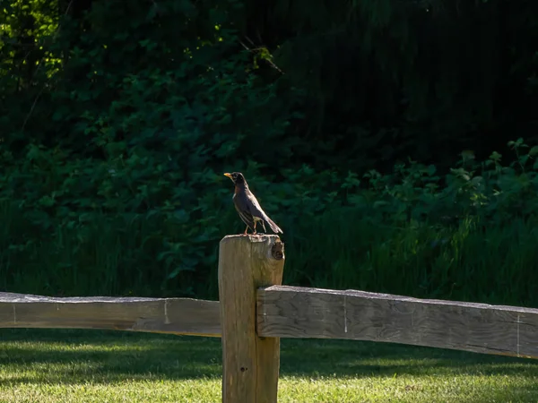 Mâle robin assis sur poteau de clôture en bois au printemps — Photo