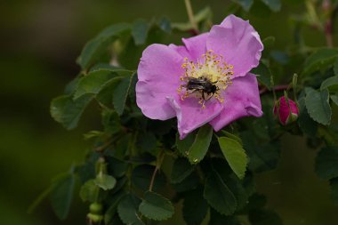Baharın sonlarında eski moda güller üzerinde küçük bir arı