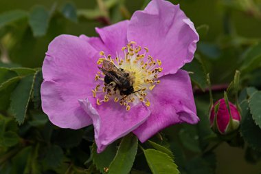 Baharın sonlarında eski moda güller üzerinde küçük bir arı