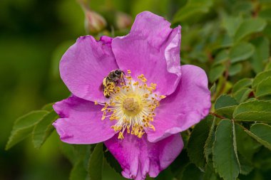 Baharın sonlarında eski moda güller üzerinde küçük bir arı