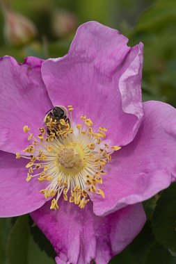 Baharın sonlarında eski moda güller üzerinde küçük bir arı
