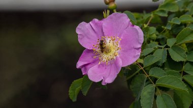 Baharın sonlarında eski moda güller üzerinde küçük bir arı