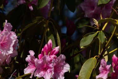 Çalılıklarda yetişen pembe ve beyaz rhododendron