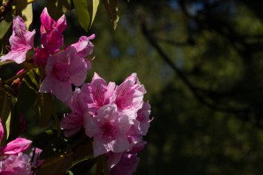 Çalılıklarda yetişen pembe ve beyaz rhododendron